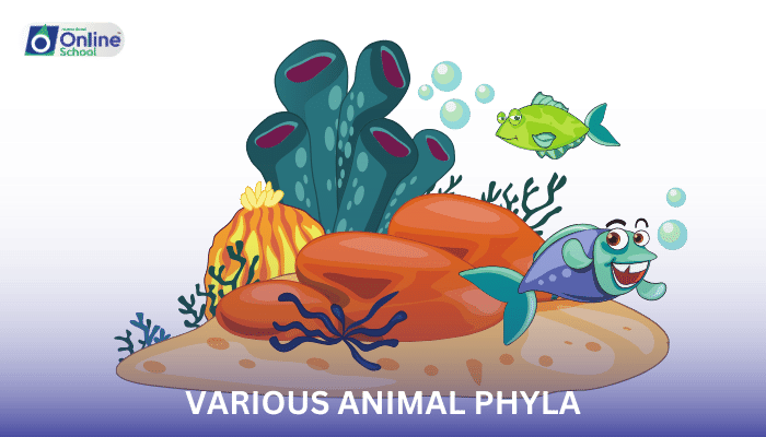 Lesson 07: Characteristics of Various Animal Phyla